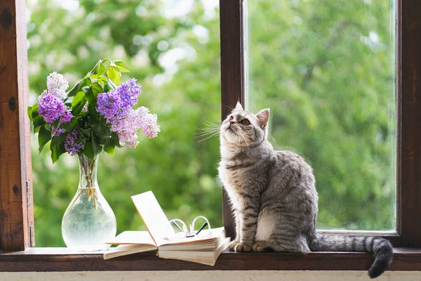 Carino Gatto Scozzese Seduto Dritto Vaso Con Fiore Lilla Libro — Foto Stock