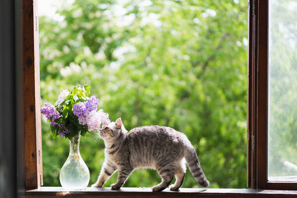 Cute Cat Scottish Straight Sitting Vase Flower Lilac Vintage Windowsill Stock Photo