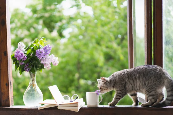 Lindo Gato Recta Escocesa Sentado Jarrón Con Flor Lila Libro — Foto de Stock