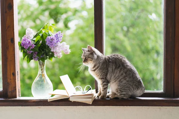 แมวน กของสกอตแลนด ตรงน งและแจก บดอกไม ลลาค อเป ดบนระเบ ยงหน างว — ภาพถ่ายสต็อก