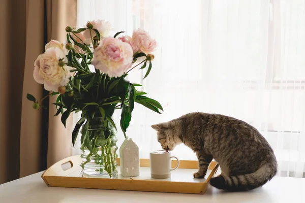 Kucing Manis Dari Skotlandia Lurus Dan Vas Dengan Karangan Bunga — Stok Foto