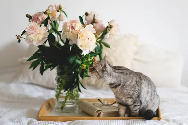 Cute Cat Scottish Straight Vase Bouquet White Pink Peonies Flowers — Stock Photo, Image