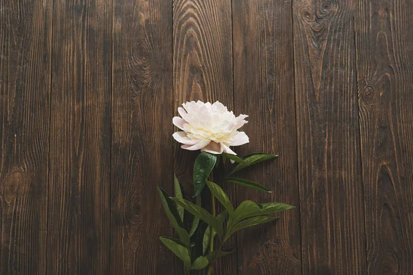 Flor Peônia Rosa Branca Fundo Madeira Plana Leigos Peônia Estética — Fotografia de Stock