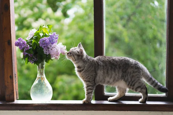 苏格兰的一只可爱的猫 笔直地坐着 花瓶里插着百合花 窗台上挂着老式的百合花 家中静谧的生活细节在一个木制的窗户上 舒适的春天概念 — 图库照片