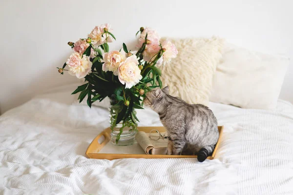 แมวน กของสกอตแลนด ตรงและแจก อดอกไม ดอกโบต ชมพ ขาวหน อเป ดบนเต งคงม — ภาพถ่ายสต็อก