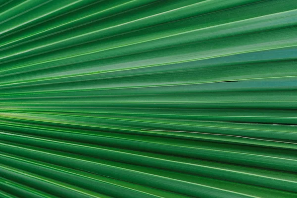 Nature background of palm leaves. Palm tree leaves nature background. Close up background nature of palm tree leaves. Nature background.