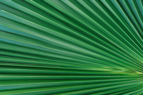 Nature background of palm leaves. Palm tree leaves nature background. Close up background nature of palm tree leaves. Nature background.