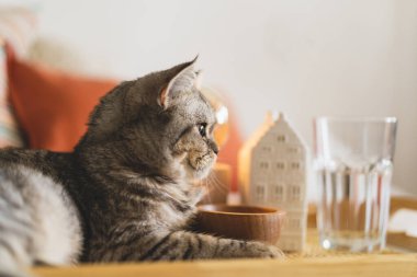 İskoç Heteroseksüel Şirin Kedi Portresi. Mutlu Hayvan. Gri İskoç Heteroseksüel kedi uyuyor. Güzel bir kedinin portresi.