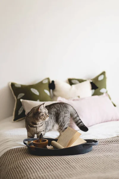 Kucing Lucu Dari Skotlandia Lurus Dan Bantal Linen Tempat Tidur — Stok Foto