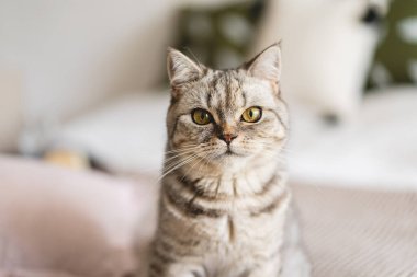 İskoç Heteroseksüel Şirin Kedi Portresi. Mutlu Hayvan. Gri İskoç Heteroseksüel kedi uyuyor. Güzel bir kedinin portresi.
