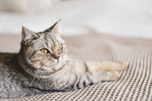 Scottish Straight Cute Cat Portrait Feliz Animal Estimação Cinza Escocês — Fotografia de Stock