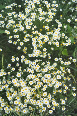 Yaz günü papatya çiçekleri. Papatya çiçeği tarlası. Doğada güneşli bir günde papatya tarlası. Doğada papatya çayı.