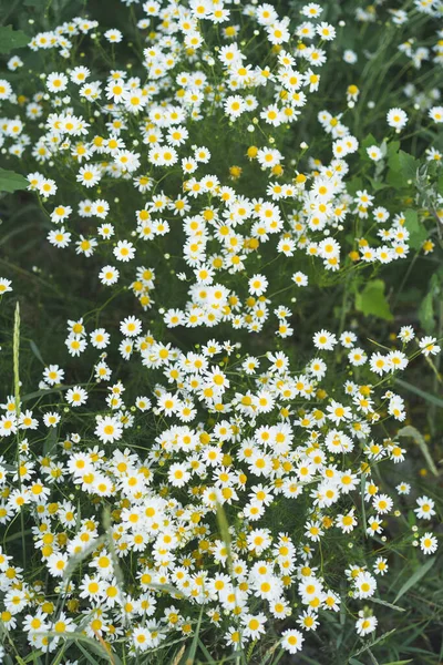 Yaz günü papatya çiçekleri. Papatya çiçeği tarlası. Doğada güneşli bir günde papatya tarlası. Doğada papatya çayı.