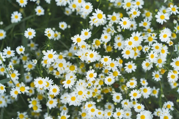 Camomile Daisy Flowers Summer Day Chamomile Flower Field Field Camomiles — Stok fotoğraf