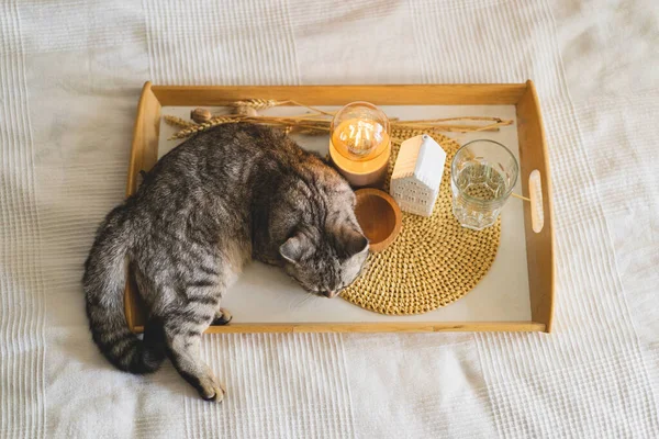 Kucing Lucu Dari Skotlandia Lurus Dan Bantal Linen Tempat Tidur — Stok Foto
