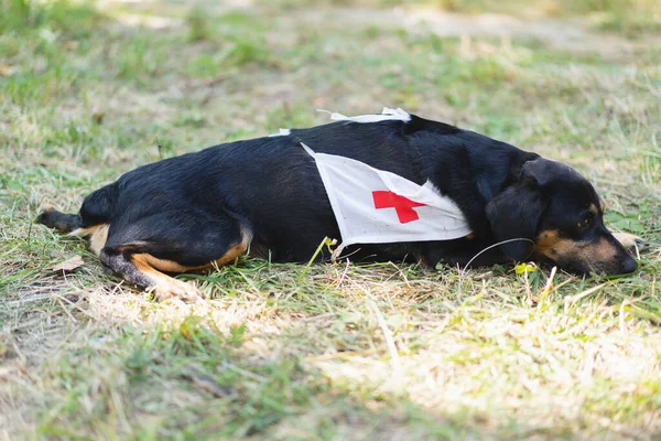 A black dog with a red cross sign. Pet First Aid