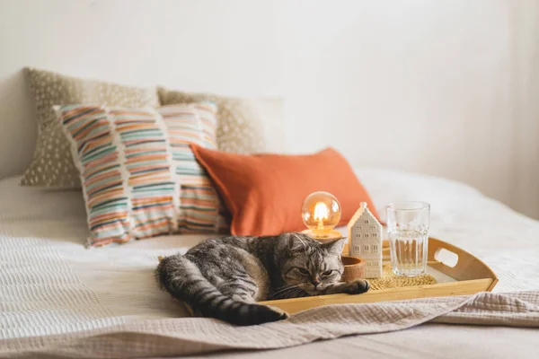 Cute cat of the Scottish straight and Linen pillows on a white bed with home decor. Still life details in home on a bed. Cozy home. Sweet home