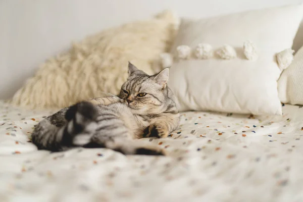 スコットランドのストレートかわいい猫の肖像画 ハッピーペット 灰色のスコットランドストレート猫の睡眠 美しい猫の肖像 — ストック写真