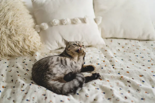 Scottish Straight Cute Cat Porträt Glückliches Haustier Graue Schottische Katze — Stockfoto