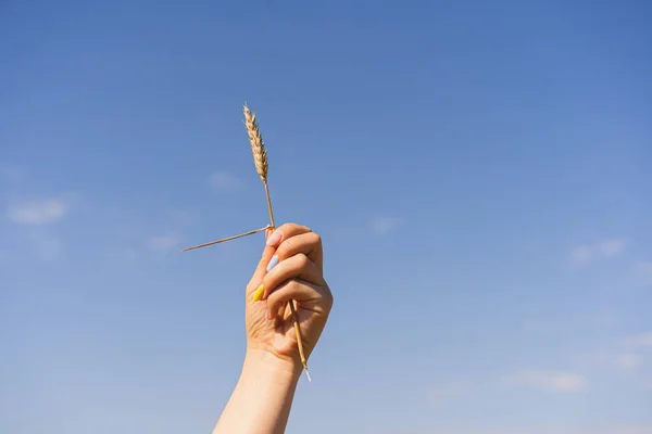 Woman Holds Ear Wheat Background Ripening Field Manicure Colors Ukraine — Foto de Stock
