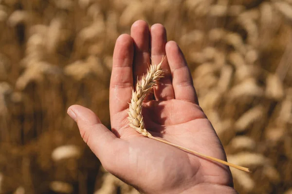 Farmers hands touch young wheat. Farmers hands close-up. The concept of planting and harvesting a rich harvest. Rural landscape.