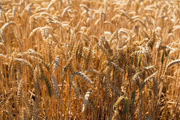 Golden Ripe Ears Wheat Wheat Field Ears Golden Wheat Close Stock Image