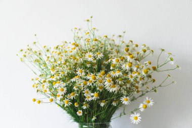 Beyaz bir masada beyaz bir vazoda bir buket papatya, büyükannelerin doğum günü için çiçekler, kadınlar için, beyaz bir iç mekanda çiçekler.