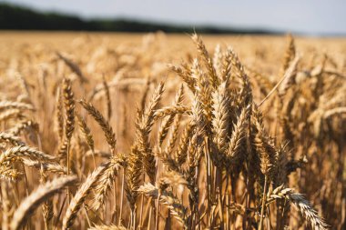 Altın olgun buğday kulakları. Buğday tarlası. Altın buğday kulakları yakında. Zengin bir hasat ekimi ve hasat konsepti. Kırsal alan.