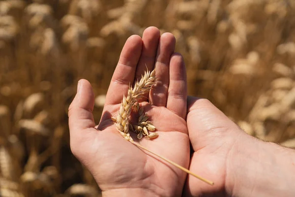 Farmers hands touch young wheat. Farmers hands close-up. The concept of planting and harvesting a rich harvest. Rural landscape.