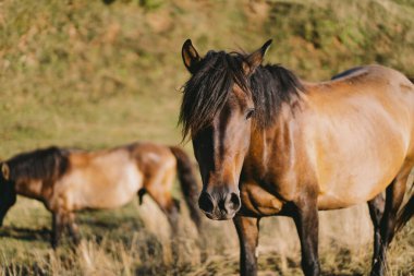 Beautiful horse running and standing in tall grass. Portrait of a horse