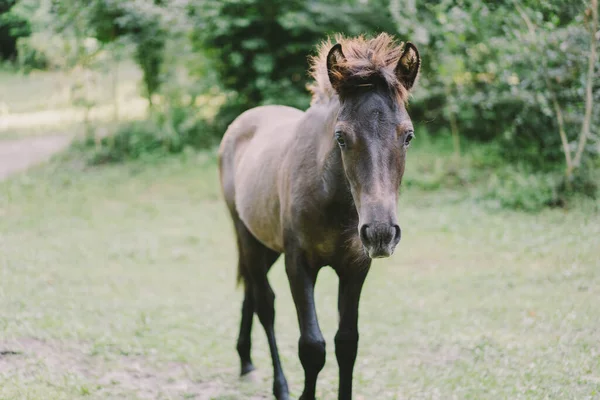 Beautiful Horse Running Standing Tall Grass Portrait Horse — Stok fotoğraf