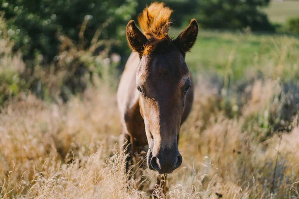 Beautiful Horse Running Standing Tall Grass Portrait Horse — Stockfoto