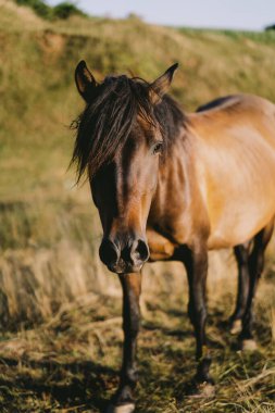 Beautiful horse running and standing in tall grass. Portrait of a horse