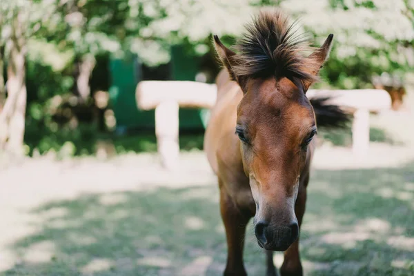 Beautiful Horse Running Standing Tall Grass Portrait Horse — Stok fotoğraf