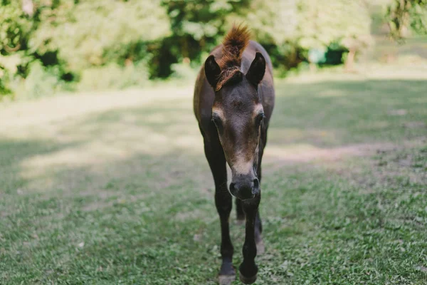 Beautiful Horse Running Standing Tall Grass Portrait Horse — Stok fotoğraf