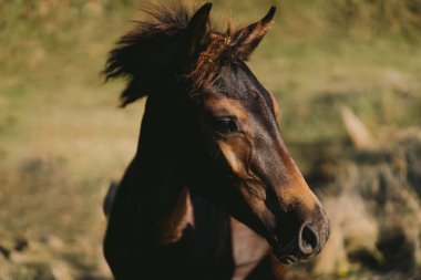Beautiful horse running and standing in tall grass. Portrait of a horse