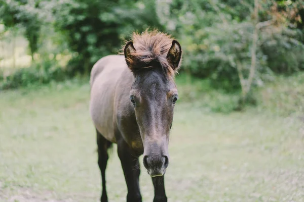 Beautiful Horse Running Standing Tall Grass Portrait Horse — Fotografia de Stock