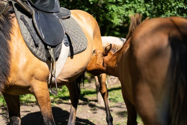 Beautiful Horse Running Standing Tall Grass Portrait Horse — Stock Fotó