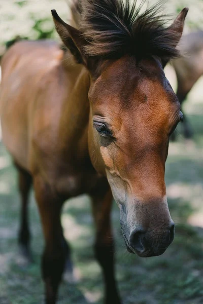 Beautiful Horse Running Standing Tall Grass Portrait Horse — Stockfoto