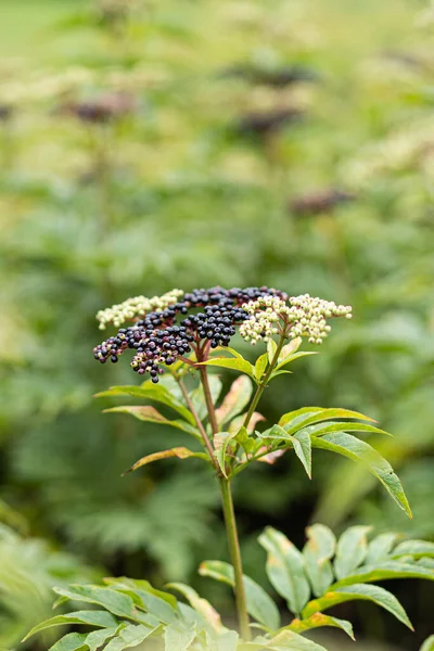 Clusters fruit black elderberry in garden. Sambucus nigra. Common names: elder, black elder, European elder, European elderberry and European black elderberry.