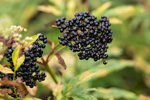 Δέσμες Φρούτα Μαύρο Elderberry Στον Κήπο Σαμπούκους Νέγρα Κοινά Ονόματα — Φωτογραφία Αρχείου