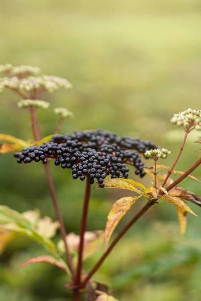 Δέσμες Φρούτα Μαύρο Elderberry Στον Κήπο Σαμπούκους Νέγρα Κοινά Ονόματα — Φωτογραφία Αρχείου