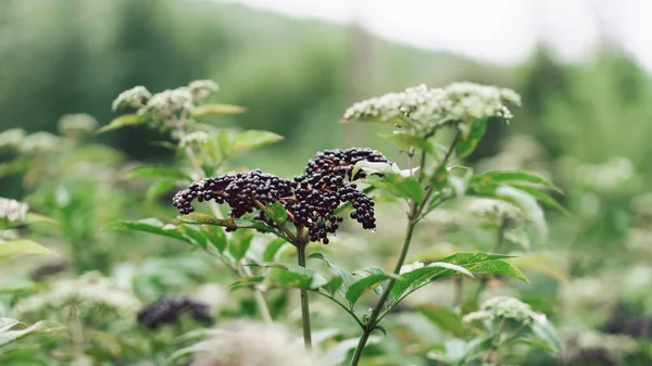 Clusters fruit black elderberry in garden. Sambucus nigra. Common names: elder, black elder, European elder, European elderberry and European black elderberry.