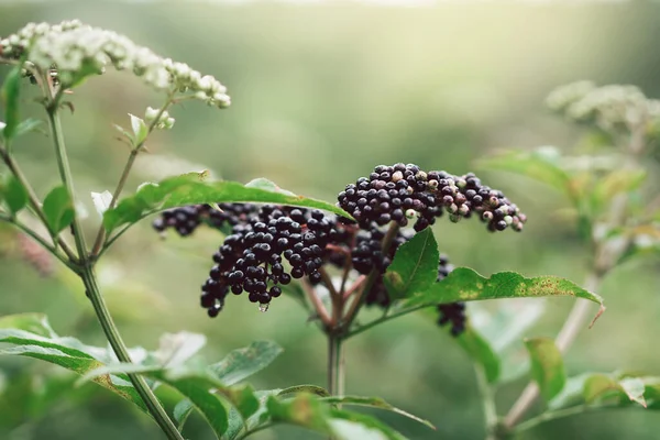 Clusters fruit black elderberry in garden. Sambucus nigra. Common names: elder, black elder, European elder, European elderberry and European black elderberry.