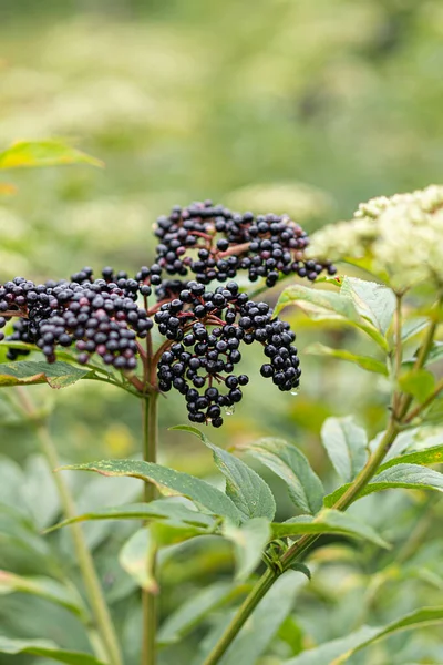 Clusters Fruit Black Elderberry Garden Sambucus Nigra Common Names Elder — Stock Photo, Image