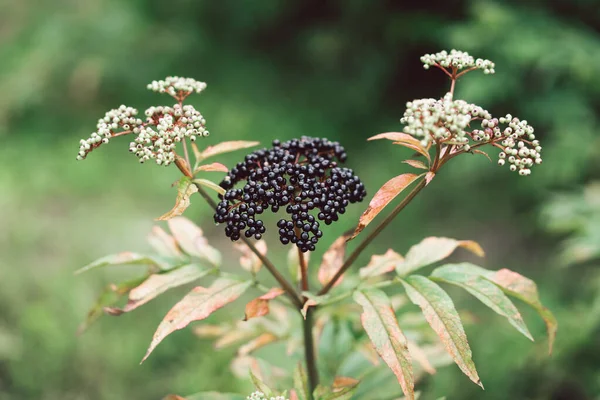Δέσμες Φρούτα Μαύρο Elderberry Στον Κήπο Σαμπούκους Νέγρα Κοινά Ονόματα — Φωτογραφία Αρχείου