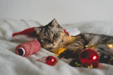 Mutlu kedi. 2022 Noel sezonu. Yeni yıl. Kedi Noel oyuncağıyla oynuyor.