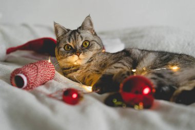 Mutlu kedi. 2022 Noel sezonu. Yeni yıl. Kedi Noel oyuncağıyla oynuyor.