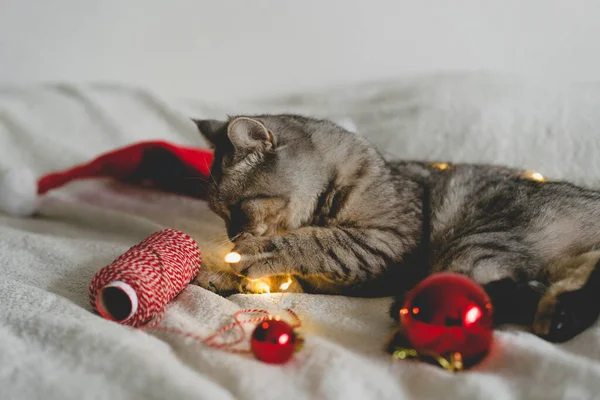 ハッピー猫 クリスマスシーズン2022 新年だ 猫はクリスマスのおもちゃで遊ぶ — ストック写真