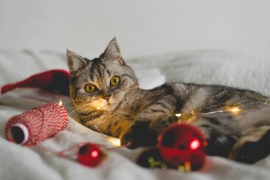 Mutlu kedi. 2022 Noel sezonu. Yeni yıl. Kedi Noel oyuncağıyla oynuyor.